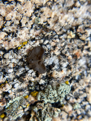 Umbilicaria