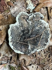 Phellodon niger