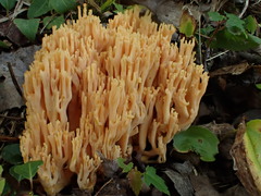 Ramaria flavosalmonicolor