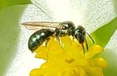 Zadontomerus