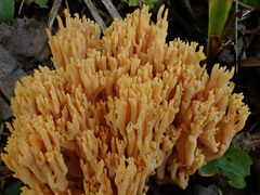 Ramaria flavosalmonicolor