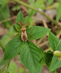 Hemiptera