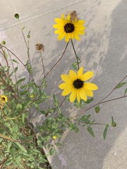 Helianthus