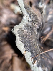 Phellodon niger