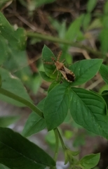 Hemiptera