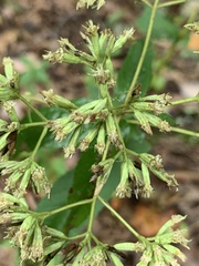 Eupatorium sessilifolium