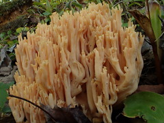 Ramaria flavosalmonicolor