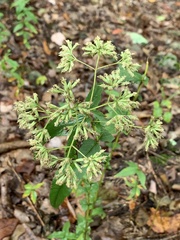 Eupatorium sessilifolium