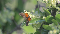 Lachnocephala vellosata