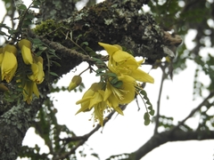 Sophora cassioides