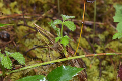Rubus ursinus