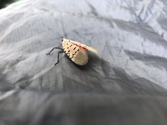 Lycorma delicatula