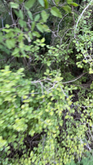 Forestiera pubescens