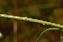 Rubus ursinus