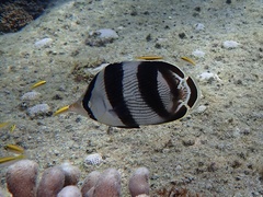 Chaetodon striatus