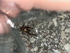 Eunemobius carolinus