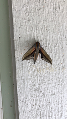 Xylophanes falco