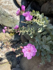 Epilobium rigidum