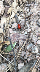 Leptinotarsa rubiginosa