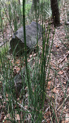Equisetum hyemale