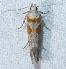 Gnorimoschema octomaculella