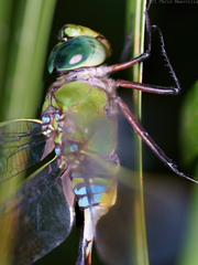 Anax gibbosulus