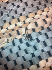 Herpyllus propinquus