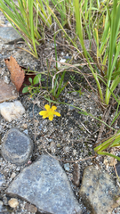 Ranunculus flammula