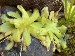 Pinguicula