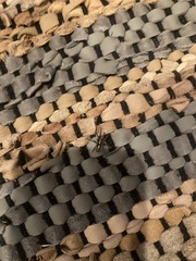 Herpyllus propinquus