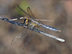 Crocothemis nigrifrons