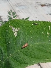 Asphaera abdominalis