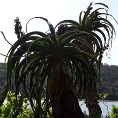 Aloe pluridens