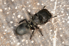 Cephalotes borgmeieri
