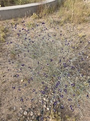 Psorothamnus scoparius