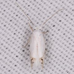 Paraleucoptera heinrichi