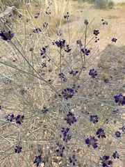 Psorothamnus scoparius