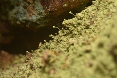 Chaenotheca furfuracea