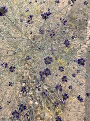 Psorothamnus scoparius