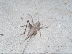 Tettigoniinae