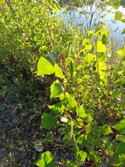Populus