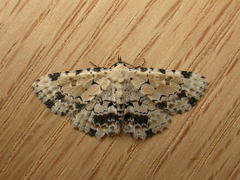 Sandava scitisignata