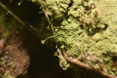 Chaenotheca furfuracea