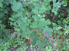 Lespedeza thunbergii