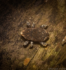 Poropterus bisignatus