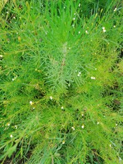 Tagetes filifolia