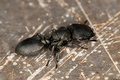 Cephalotes borgmeieri
