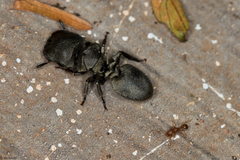 Cephalotes borgmeieri