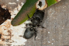 Cephalotes borgmeieri