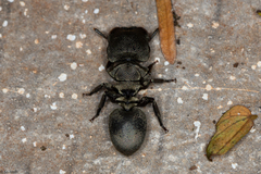 Cephalotes borgmeieri
